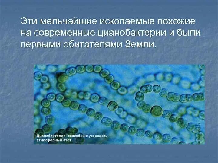 Цианобактерии относят к водорослям. Цианобактерии это в биологии 5 класс. Эволюция цианобактерий. Цианобактерии бактерии 5 класс биология. Цианобактерии это в биологии 6 класс.