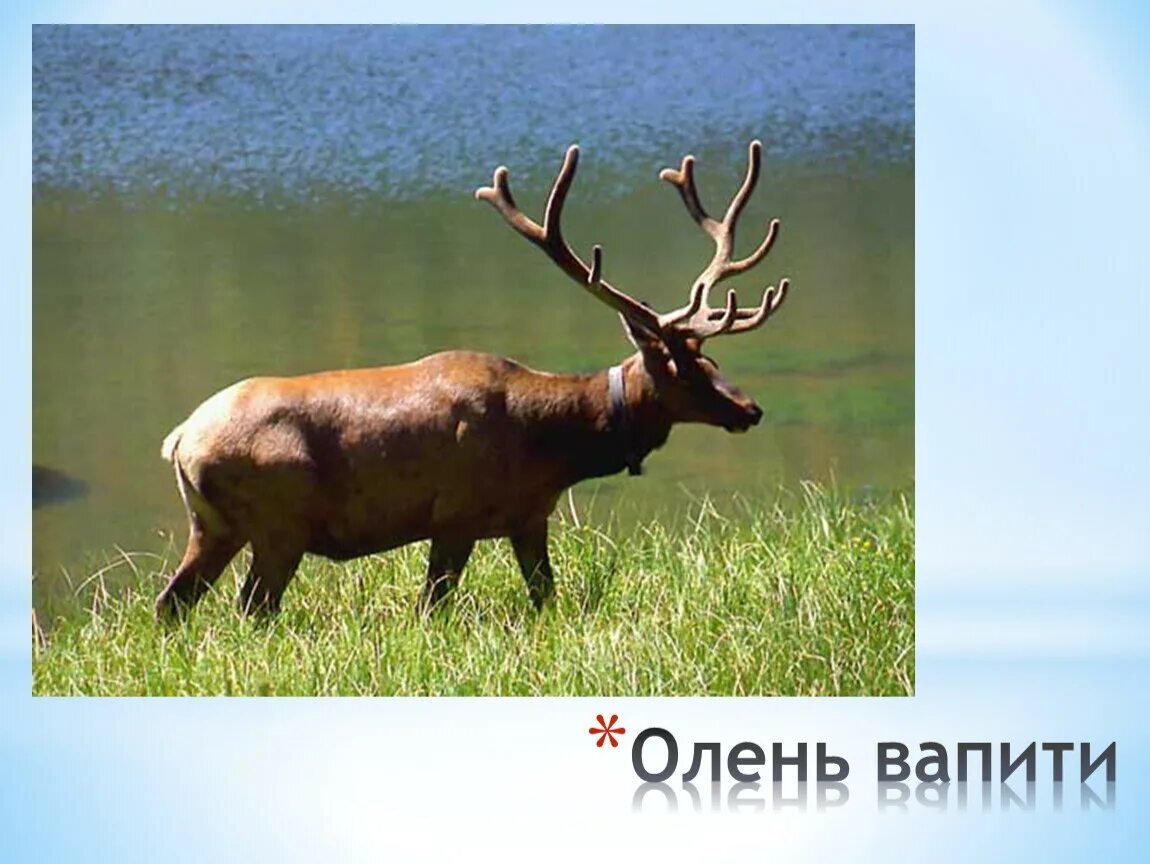 Олень вапити в Северной Америке. Благородный олень вапити. Благородный олень вапити в Канаде. Вапити Канада. Вапити в какой природной зоне северной америки