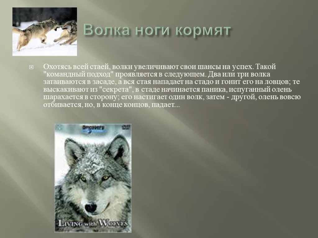 Почему говорят волк. Волка ноги кормят. Волки повадки и образ жизни. Волков ноги кормят. Волка ноги кормят значение.