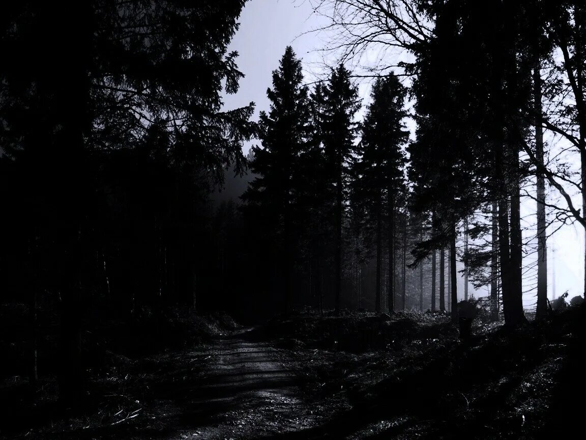 мрачный фон. весь лес черный пустой и холодный. страшный лес. черно белый лес. весь лес черный пустой и холодный синтаксический разбор предложения.