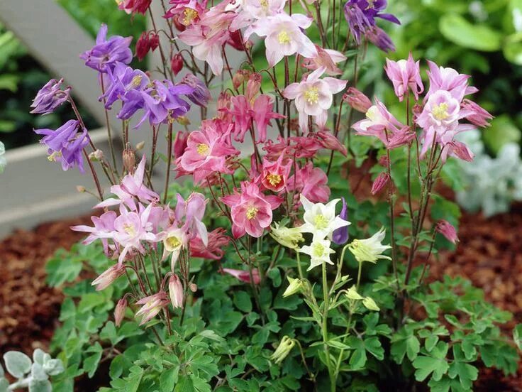 Pin by Kerri Buerker on Gardening ideas Columbine flower, Pink perennials, Flowe