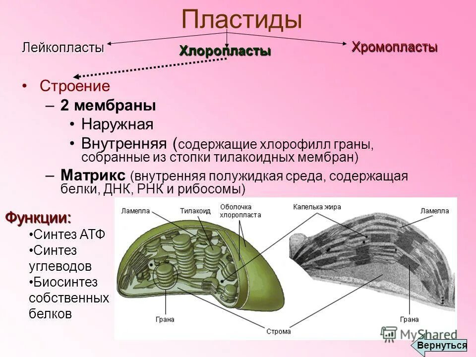 Пластиды строение таблица