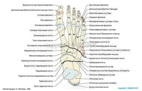 Большой палец стопы латынь