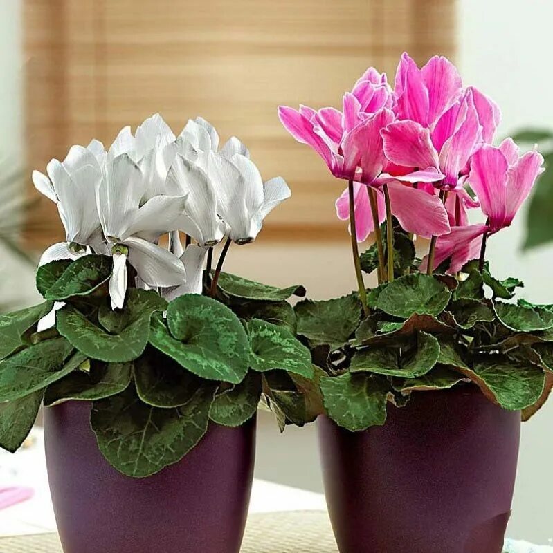 комнатные цветы в горшках. цветы в горшках которые цветут. цикламен патио микс. беговая вечноцветущая. цветы в горшках которые цветут.