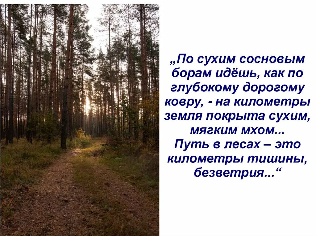 Текст мещера. Мещерский край Паустовский. Мещёра Паустовский. Паустовский Мещерская сторона. Мещерская сторона леса.