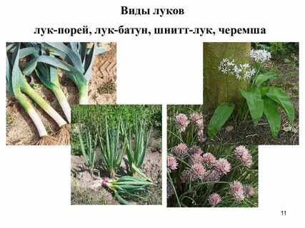 Лилейные кормовые растения