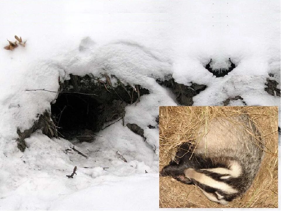 Зимой еж барсук. Нора барсука. нора ежа зимой. барсук в норе зимой. зимняя нора барсука.