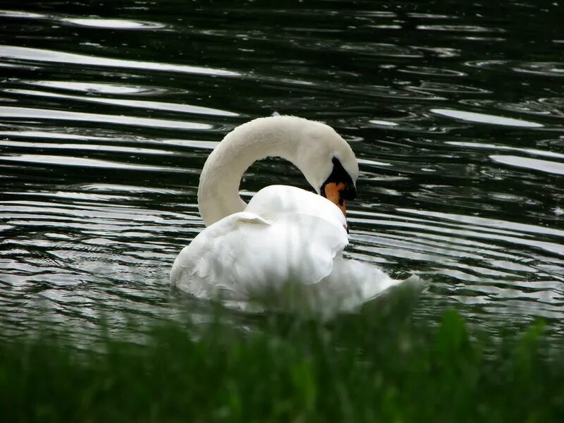 сен санс лебедь слушать