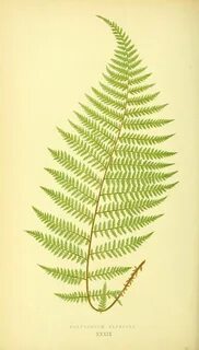 Fern art
