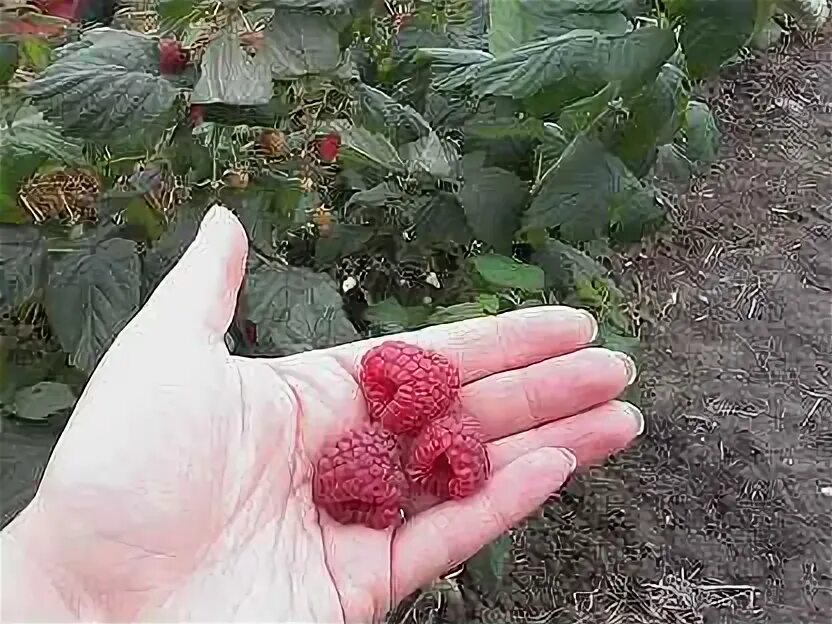 Малина калининградская фото - Arhids.ru