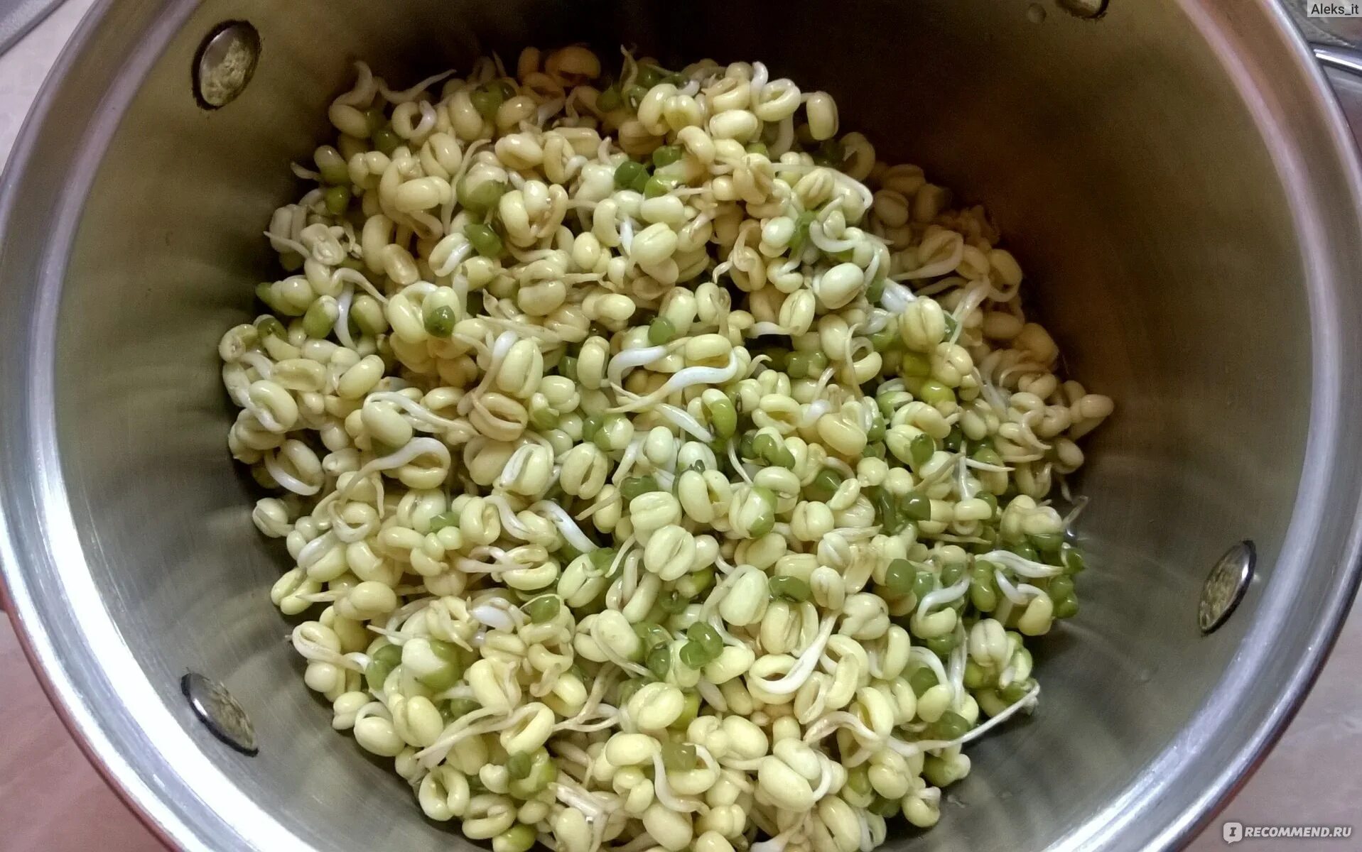 Как замочить фасоль перед посадкой в открытый. Фасоль замоченная в воде для снятия сахара. Как замочить фасоль перед посадкой в открытый. Как замочить фасоль перед посадкой в открытый. Замоченные семена фасоли.