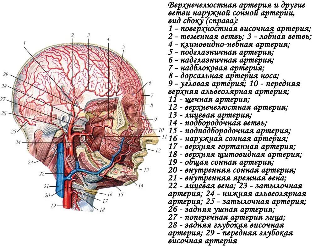 A maxillaris. Нижнечелюстной отдел верхнечелюстной артерии. Ветви a maxillaris схема. Нижняя альвеолярная артерия анатомия. Щечная ветвь верхнечелюстной артерии.