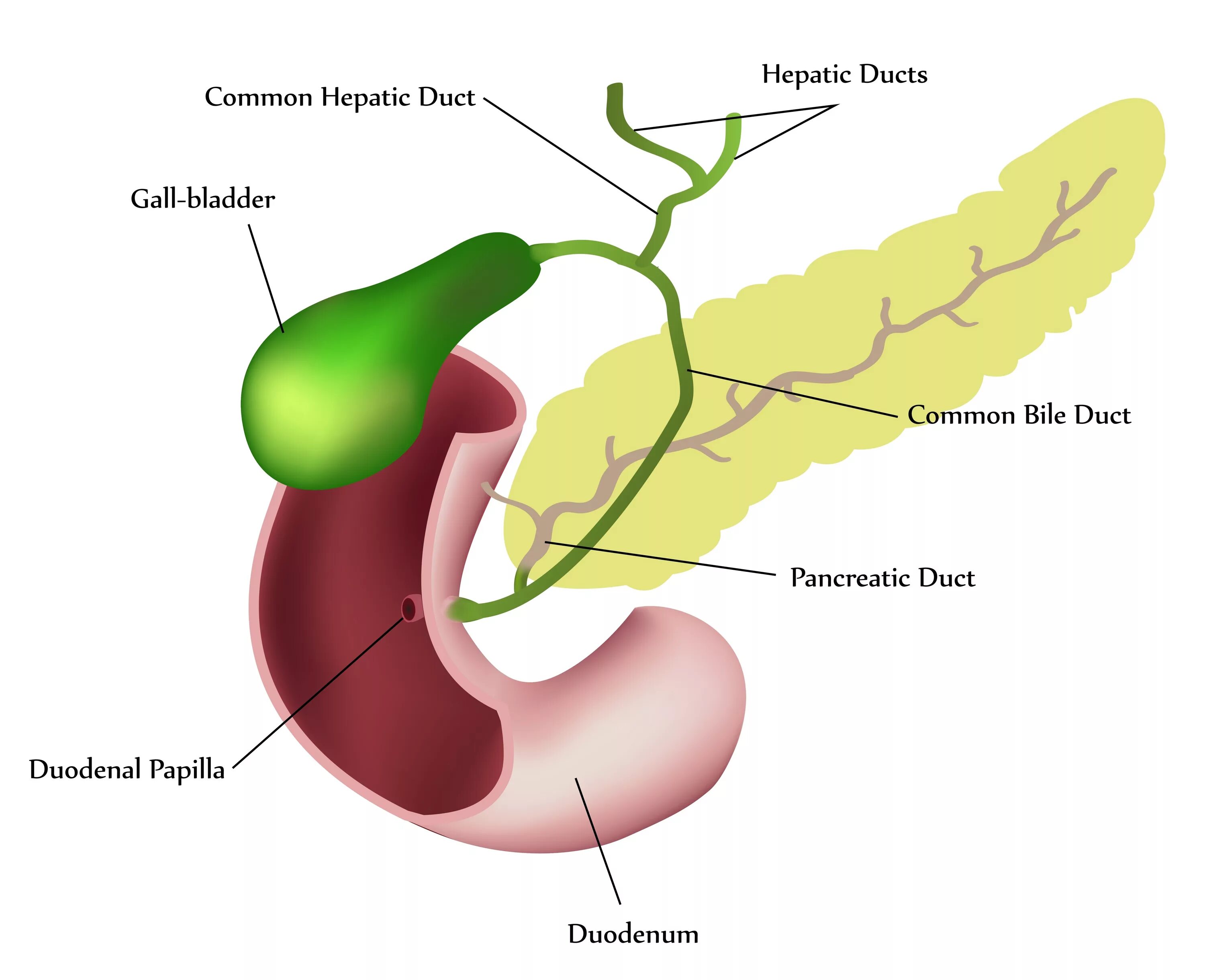 Желчь попадает в кишечник. Желчный пузырь и желчные протоки анатомия. Дискинезия желчных протоков. Дискинезия желчевыводящих путей анатомия. Проток поджелудочной железы и желчный проток.