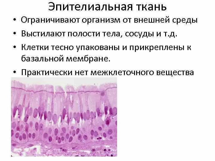 Эпителиальная ткань. Строение эпителиальной ткани. Клетки эпителиальной ткани. Эпителиальная ткань рисунок.