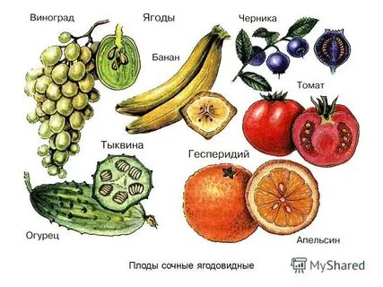 Как называется сочный плод кустарников и трав