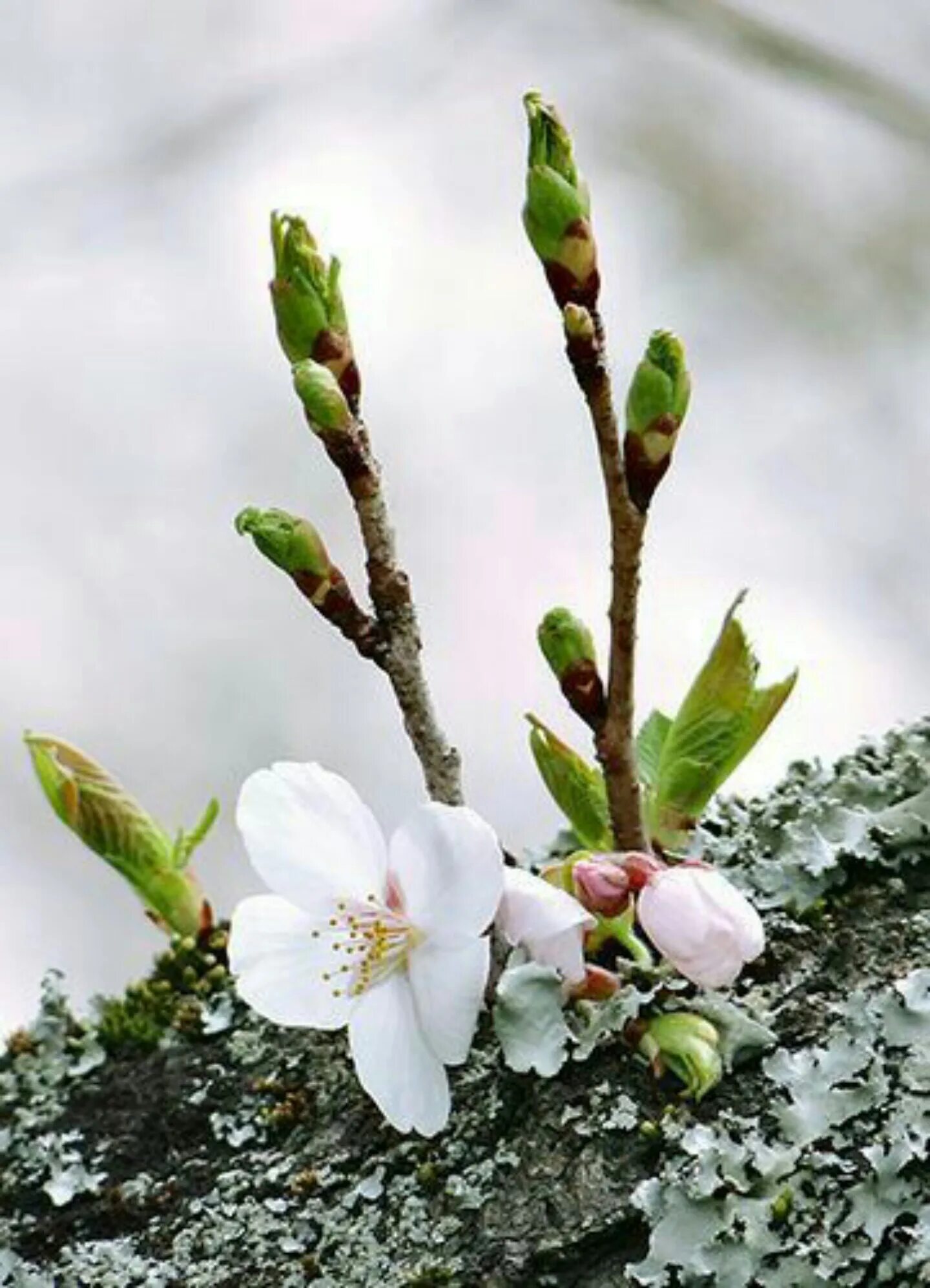 весеннее пробуждение. весна природа просыпается. весеннее пробуждение. пробуждение природы весной. весеннее пробуждение природы.