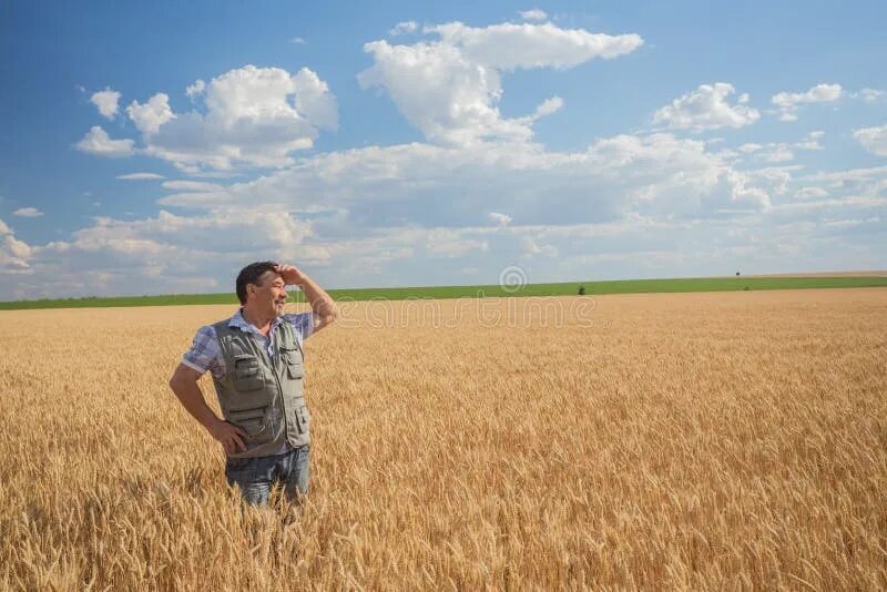 Группа людей в поле. Пшеничное поле человек. Человек в поле. Стоит в поле. Мужчина в пшеничном поле.