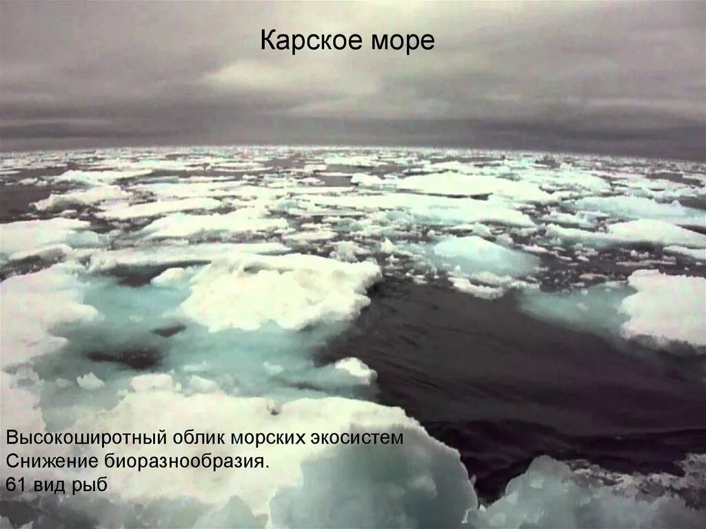 Экосистема Карского море. Карское море презентация. Карское море доклад. Карское море вид сверху.