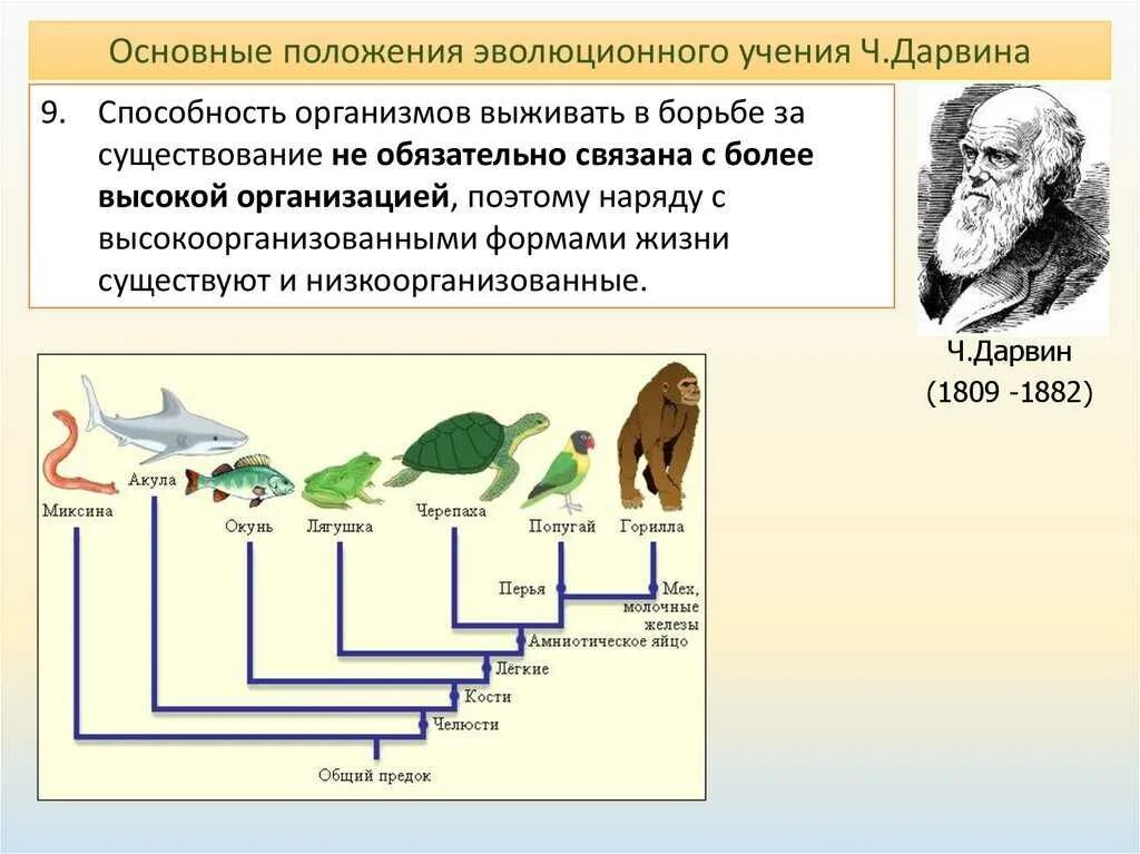 Утверждения теории дарвина. Идеи Чарльза Дарвина об эволюции. Эволюционная теория Чарльза Дарвина схема. Теория эволюции Чарльза Дарвина схема.