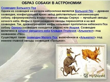 Почему мне хочется увидеть созвездие большой пес