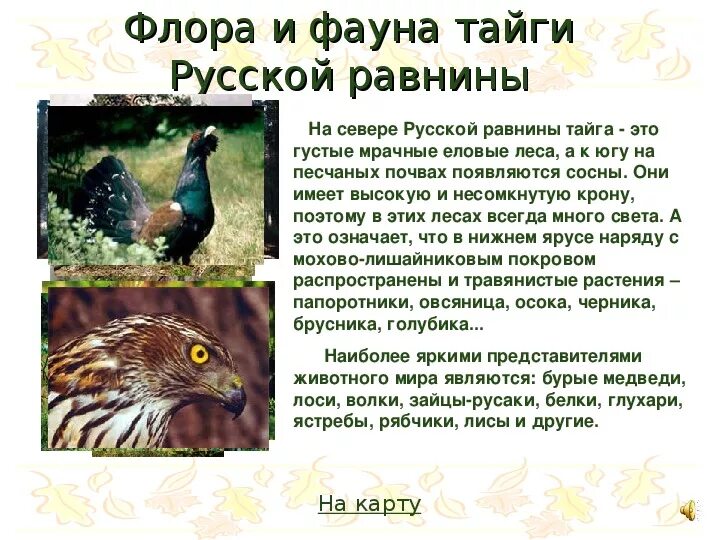 Презентация животный мир россии 8 класс география. Обитатели Флоры и фауны тайги.
