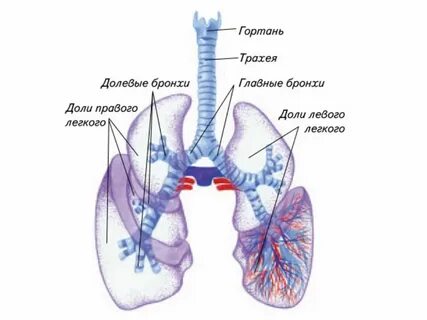Как она расположена