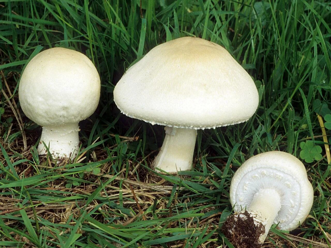 Шампиньон полевой Agaricus arvensis. Шампиньон Луговой Agaricus Campestris. Полевой шампиньон Agaticas asvensis. Печерица, Луговой шампиньон ложные.