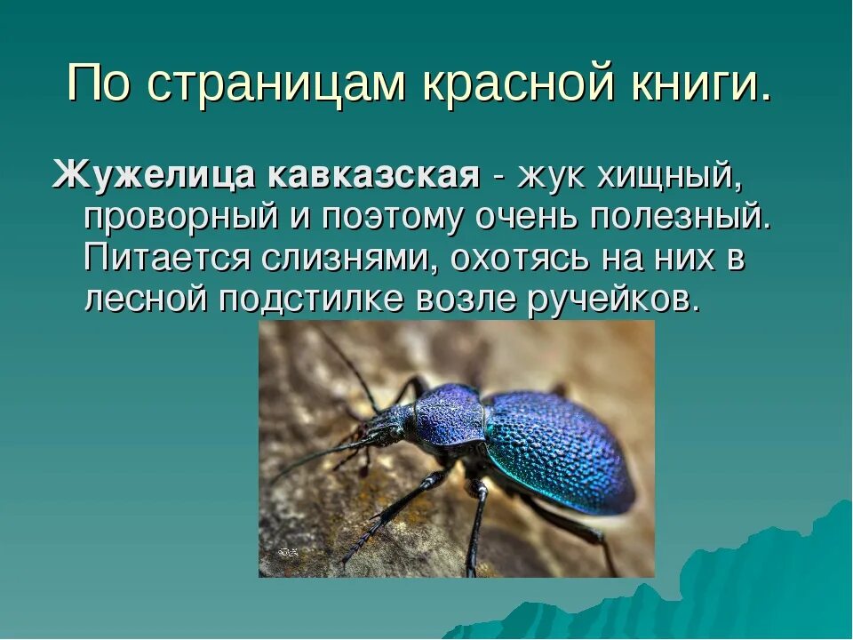 Какой тип развития характерен для жужелицы крымской. Жук жужелица Кавказская. Жужелица Кавказская в красной книге России. Красная книга России насекомые жужелица Кавказская. Окружающий мир 4 класс сообщение жужелица Кавказская.