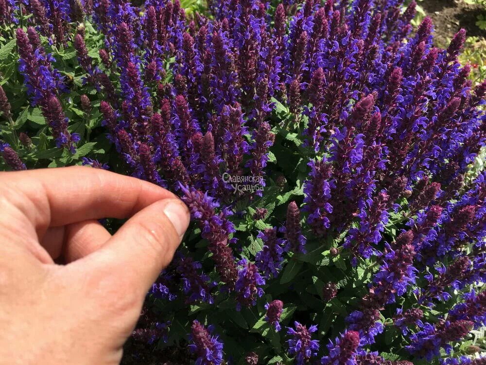 Шалфей дубравный шнеехюгель. Шалфей дубравный майнахт. Шалфей оффициналис. Шалфей дубравный blauhugel. Шалфей саженец 7см.