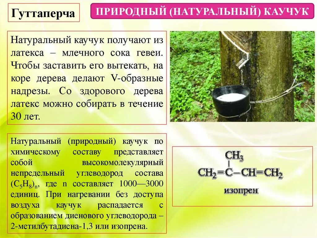 Природный каучук. Синтез натурального каучука. Образование природного каучука. Как получают природный каучук. Каучуки исходное сырье для получения резины