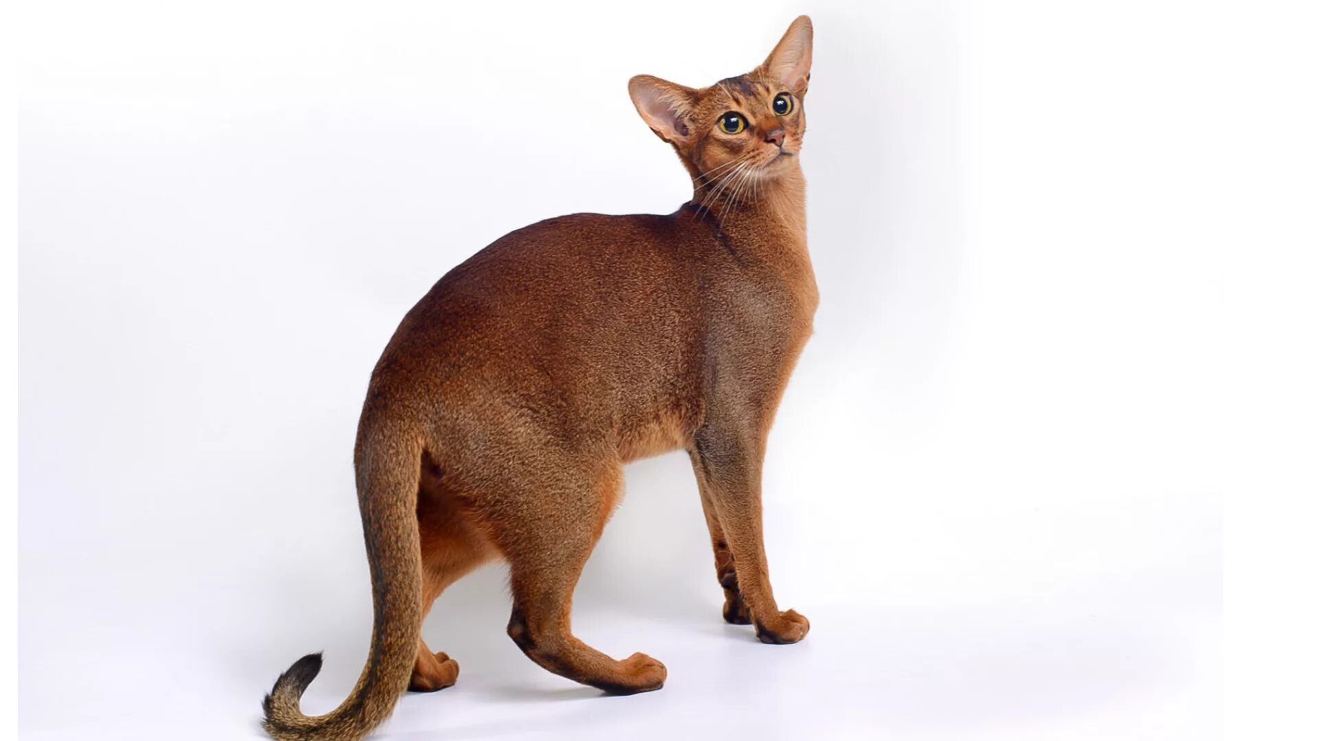Рассмотрите фотографию кошки породы абиссинская. Абиссинская кошка. Абиссинец Абиссинская кошка. Кошка Египетская абиссинец. Абиссинская Сомали Ориентальная.