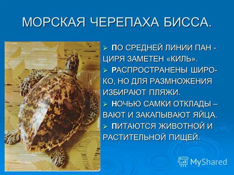 Доклад о черепахе. Морская черепаха доклад. Морские черепахи презентация. Сообщение про морских черепах. Презентация про морских черепах.