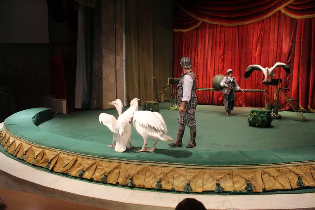 Animals theatre. Театр дедушки Дурова в Москве. Театр зверей имени Дурова в Москве. Театр в л Дурова. Театр зверей дедушки Дурова.