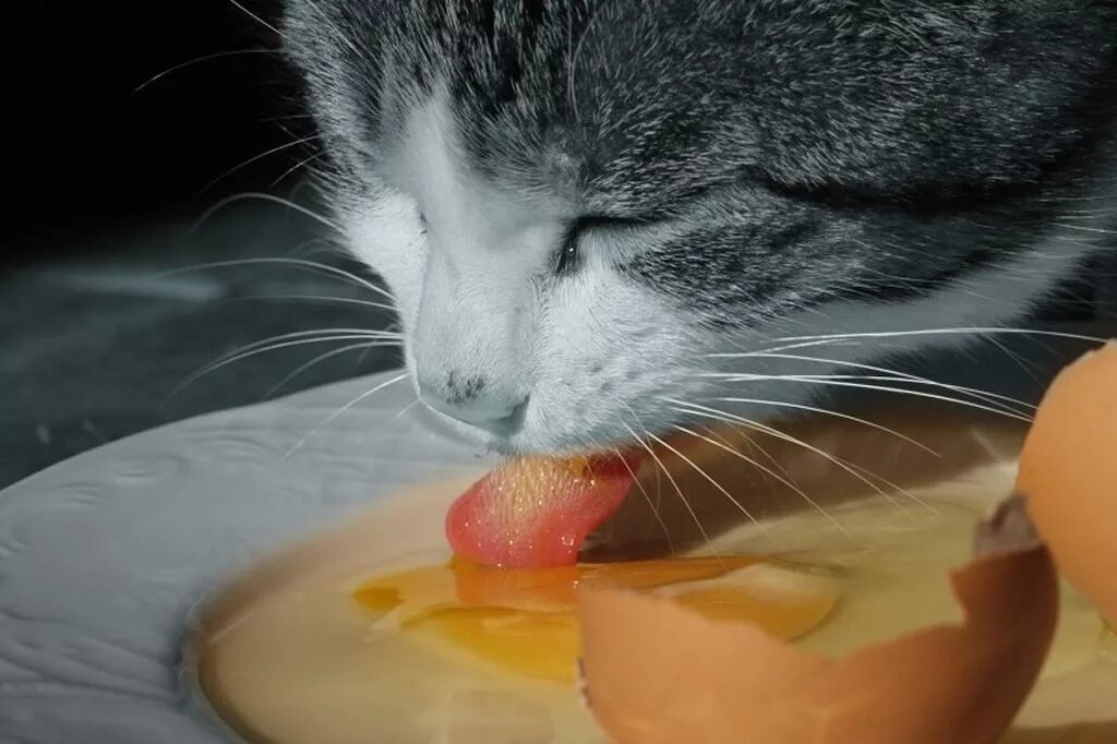 Кот есть сырую картошку. Кошка кушает сыр. котик и сыр. кот ест яичницу. едят коты яйца.