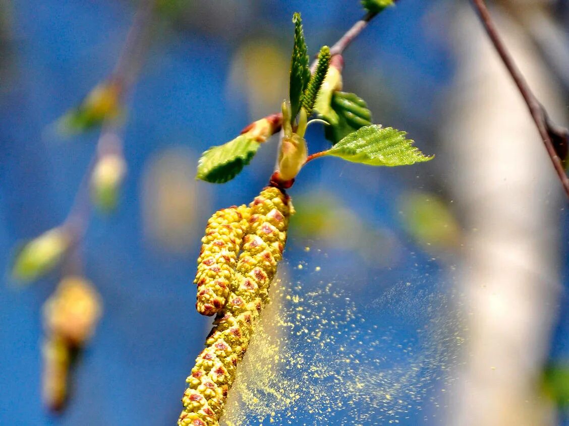 Распространение пыльцы ветром. Цветение березы. Пыльца растений. Семена березы. Пыль и пыльца растений.