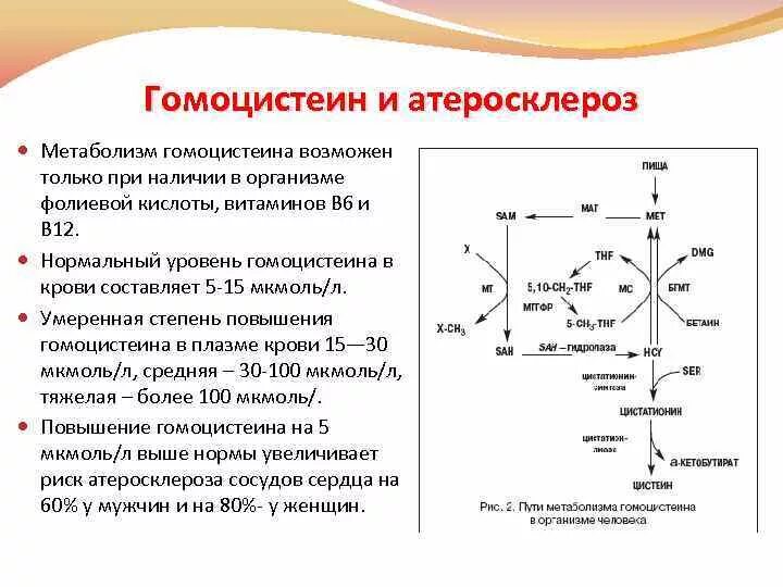 Метаболизм гомоцистеина схема. Гомоцистеин роль витамина в12 и фолиевой кислоты в организме. Гомоцистеин роль витамина в12 и фолиевой кислоты в обмене. Гомоцистеин роль витамина в12 и фолиевой кислоты.