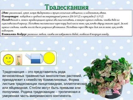 Традесканция подкормка