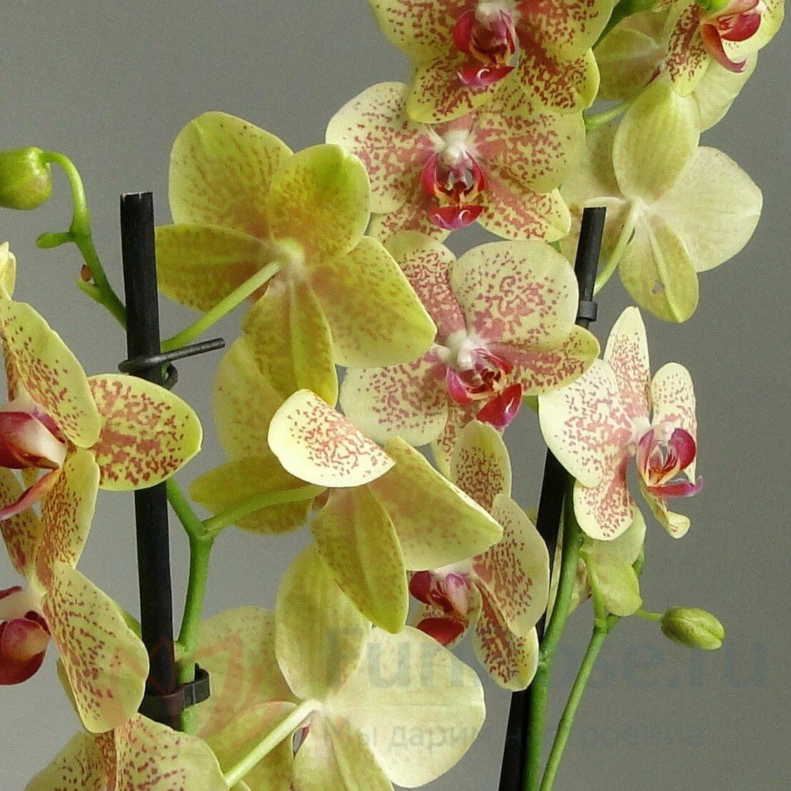 Фаленопсис определить сорт. Орхидея ambiance phalaenopsis. фаленопсис старфиш. фаленопсис фанки фреклес. орхидея старфиш мультифлора.