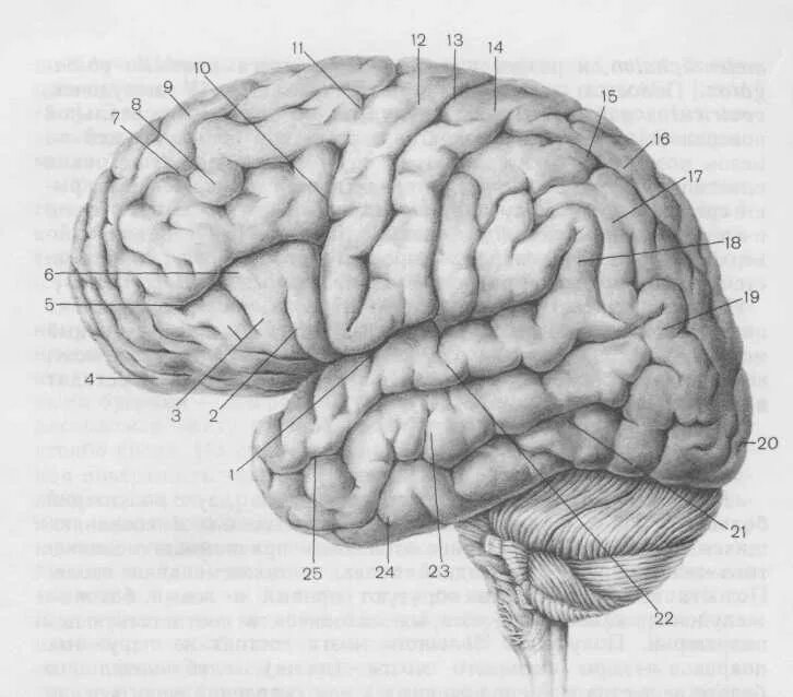 Большой мозг рисунок. Борозды ВЕРХНЕЛАТЕРАЛЬНОЙ поверхности головного мозга. Верхнелатеральная поверхность полушария головного мозга. Верхнелатеральная поверхность головного мозга борозды. Верхнелатеральная кора головного мозга извилины.