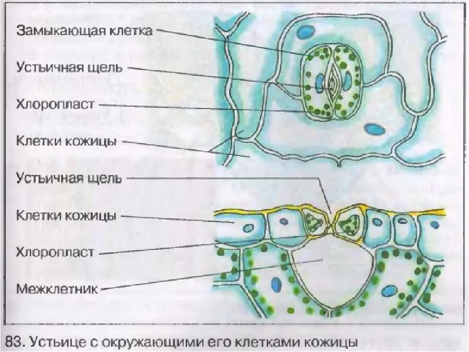 Клетка листа смородины. Эпидермис, строение устьица. Внутреннее строение листа устьица. Замыкающие клетки устьиц. Эпидермис листа клетки устьица.