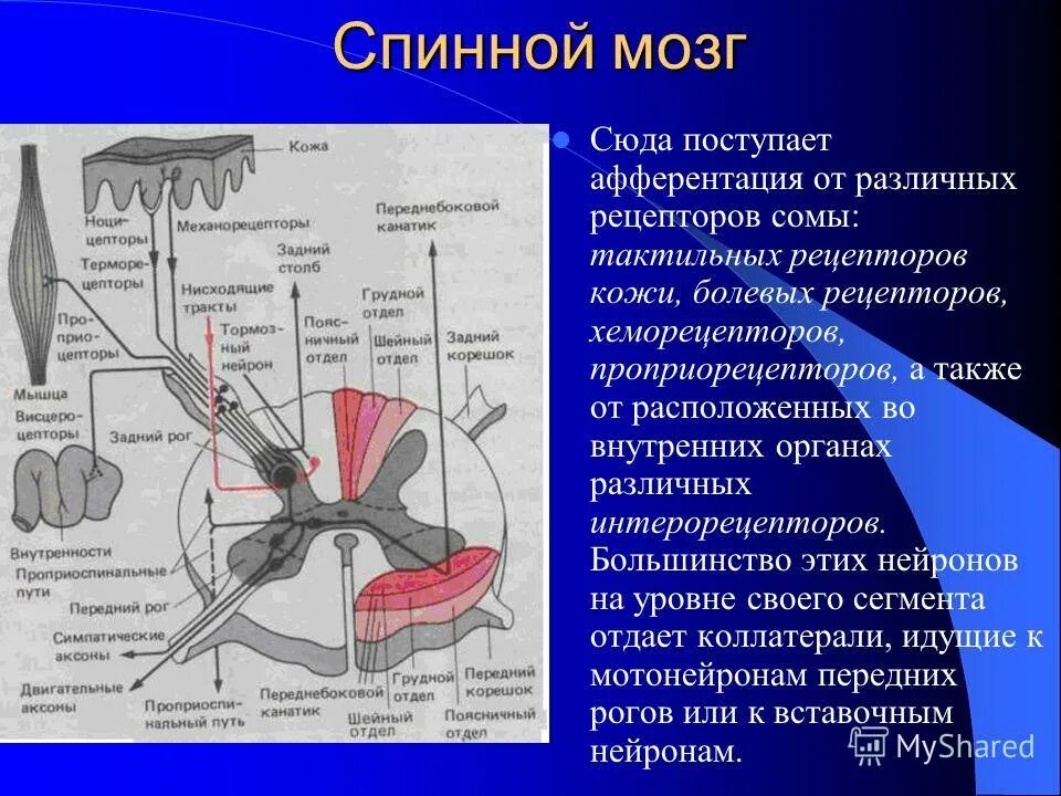 Нейроны спинного мозга характеристика. Чувствительные рецепторные Нейроны спинного мозга расположены в:. От рецептора в спинной мозг. Импульсы от рецепторов спинной мозг. Моторные Нейроны спинного мозга расположены.