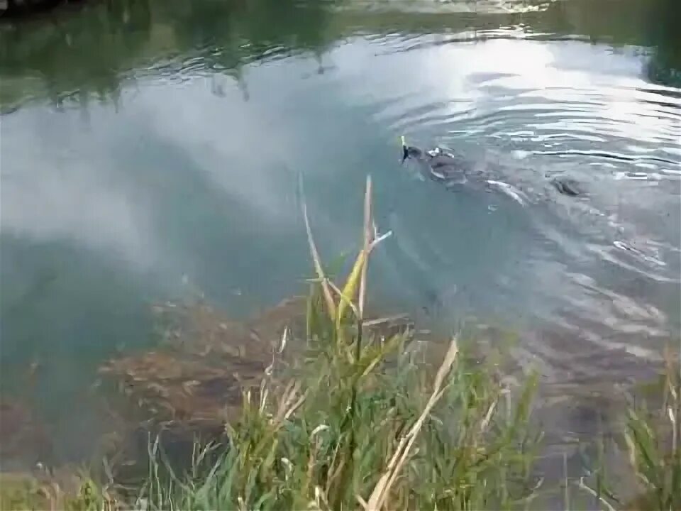 Озеро Зункарь Ставропольский. Водохранилище Зункарь Ставропольский край. Озеро Зункарь рыбалка. Озеро Ихтиандр Киржач.