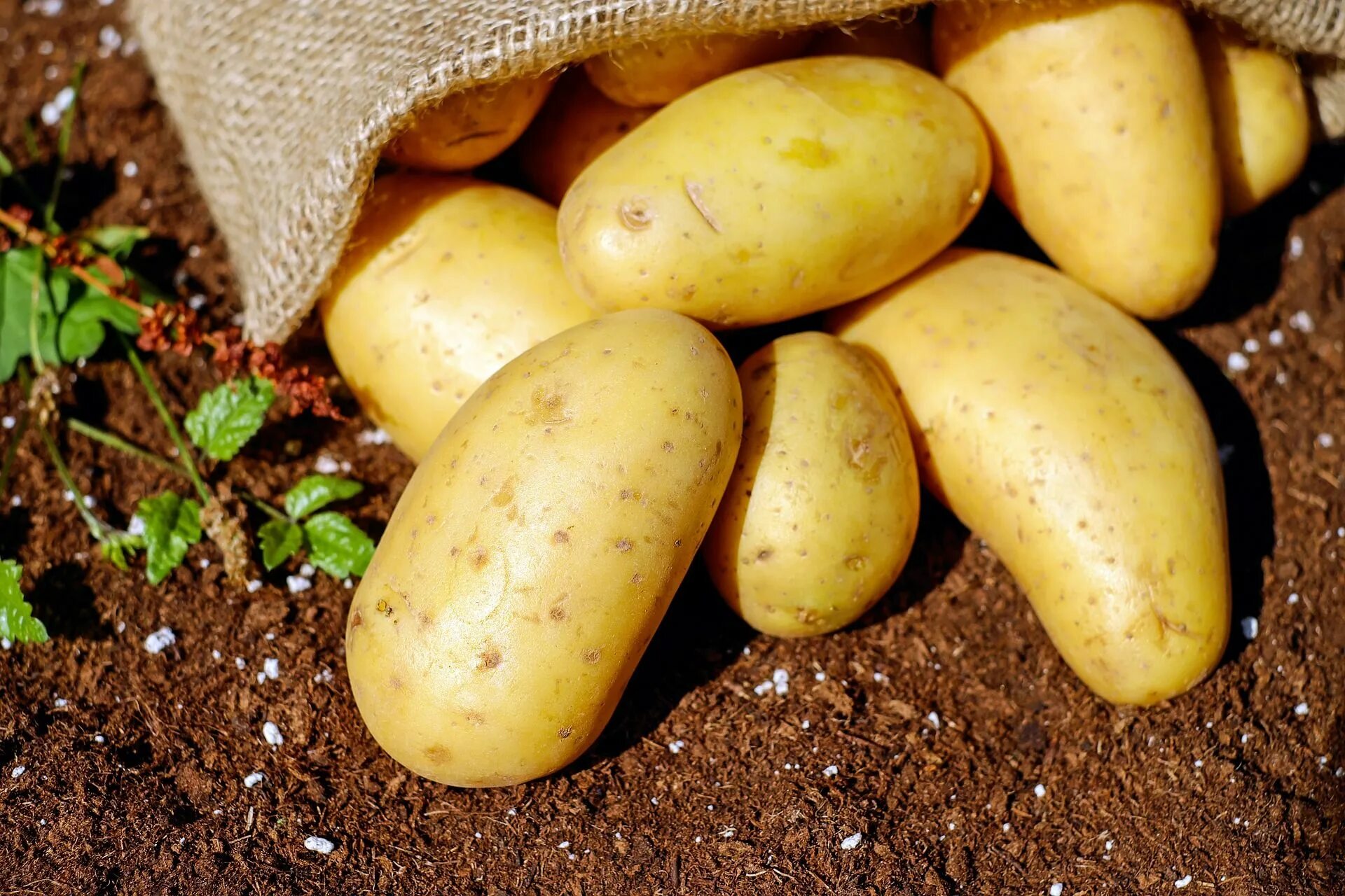 Картофель какая среда. Инноватор сорт картофеля. Картофель семенной Коломбо. Сорт картофеля Гала. Сорт картофеля Экселенс.