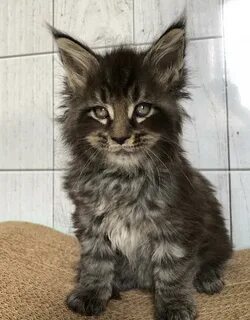 Мейн кун 4 месяца
