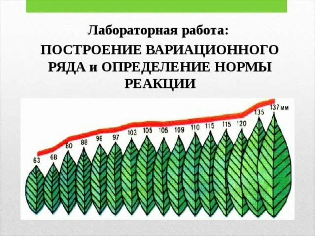 Лабораторная работа модификационная изменчивость 10 класс биология. Вариационный ряд модификационной изменчивости. Лабораторная работа выявление изменчивости построение вариационной. Лабораторная работа по биологии модификационная изменчивость листья. Вариационный ряд и кривая модификационной изменчивости.