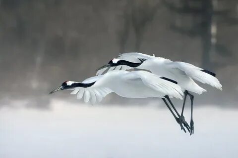 Дюмина журавли
