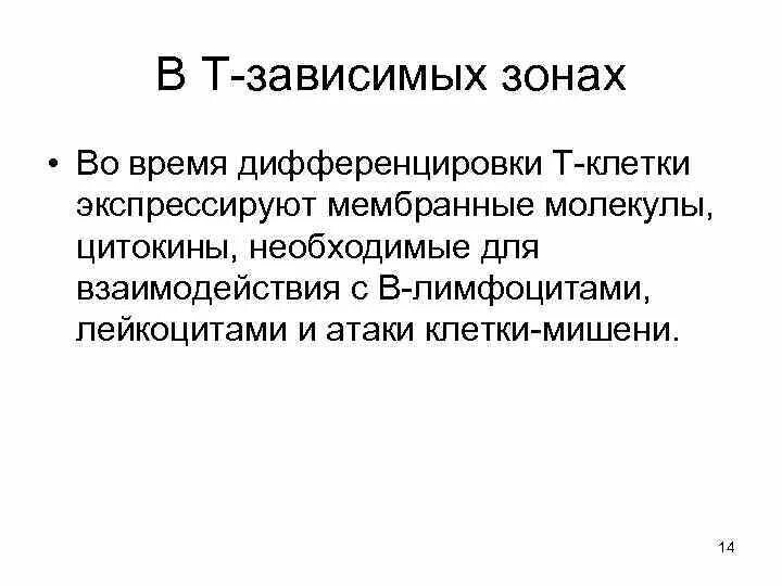 Т зависимые. Т зависимые зоны. В-зависимая зона. Т И Б зависимые зоны. Т-зависимые и в-зависимые.