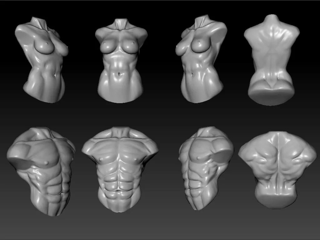 Detailed reference. 3д моделирование в Zbrush. Торс референс Zbrush. Модель человека збраш анатомия. Торс анатомия референс.