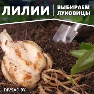 Чем обработать лилии осенью луковицы