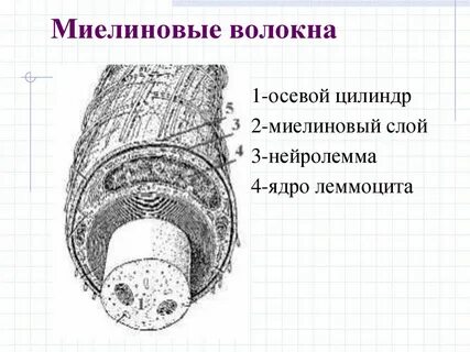 Миелиновое нервное